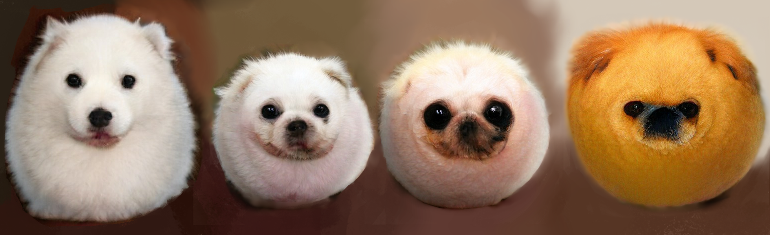 Some round furry balldogs